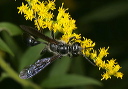 grass-carrying_wasps3669